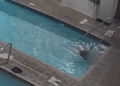 Heartbreaking video shows swimmers ignore drowning woman | KTLA